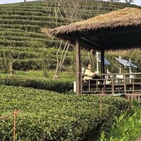 直播间9块9的班章冰岛到底什么来头？茶农说实话了