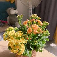 花市这种“锦多肉”越好看越有毒！老手都踩过坑，识别指南来了
