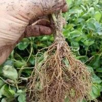 激素类还是生物刺激素？生根剂选不对，难怪扦插不活、移栽僵苗