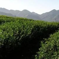 乌龙茶里的奶香不是香精?行家揭开奖品种植工艺里的奶香密码