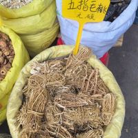 假五指毛桃害死人！三招教你辨别正宗货，断肠草冒充要命