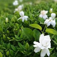 栀子花买回家就黄叶掉苞？避开这3个坑，年年花开满枝