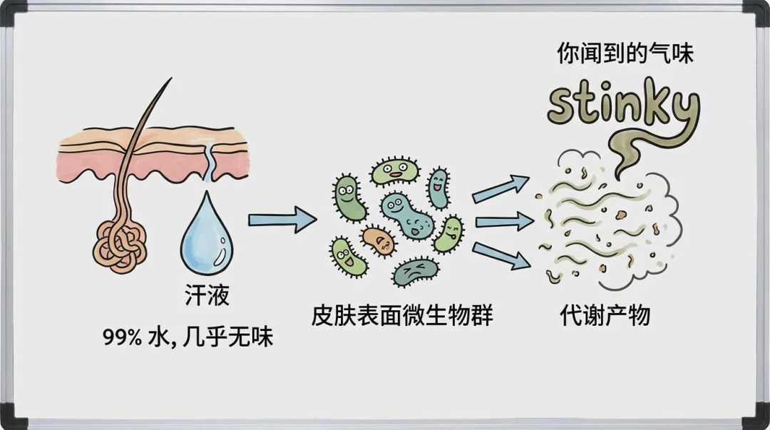 抽一把汗味盲盒,酸味VS馊味看这个