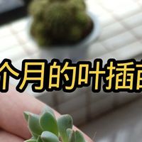 多肉小苗移栽别急着动手，没出现这3个信号，换完就仙去