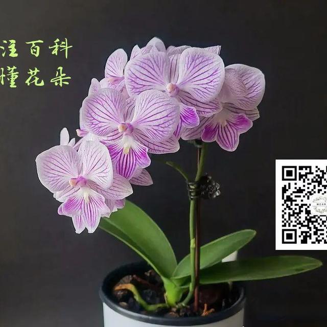 蝴蝶兰选购指南：价格相差几十倍，究竟差在哪里？