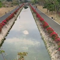一年开花280天！同安红被称为三角梅界的“开花劳模”，新手也能养爆盆
