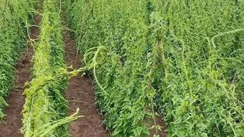 铁棍山药分垆土和沙土，口感营养差太多！教你一眼辨真假