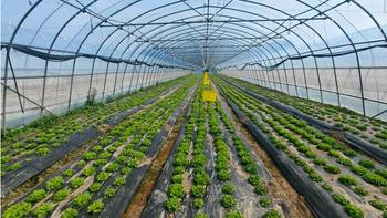 盒马有机沙拉降价20%的秘密：订单农业+本地直供把价格打下来了
