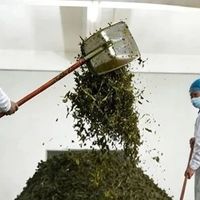 六堡茶买“现喝”还是“等”？一次说清传统与现代工艺怎么选