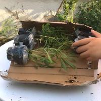 网购绿植第一步做错，烂根黑腐迟早找上门