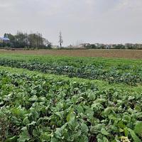 8月种菜别再瞎忙活了：避开这几个坑，秋菜丰收稳了