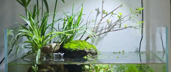 水族圈摸爬滚打十年才明白：鱼缸除藻生物，90%的人都交过学费