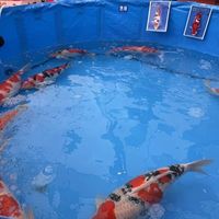 草鱼从6元飙到12.5元又分化！水产市场罕见一幕背后真相