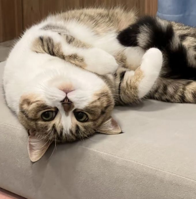 猫大圣猫粮