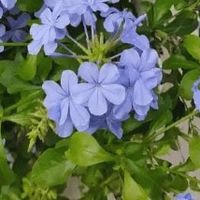 蓝雪花：夏日里的冰蓝精灵
