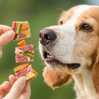 多猫家庭零食开销是个数学题：算准量分好装，一次性说清楚怎么买不浪费
