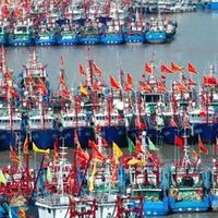 东海第一风梭子蟹上市了，但懂吃的人都在等8月中下旬