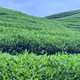天天喝的红茶，