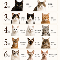 猫咪寿命排行榜|你家猫能陪你多久?
