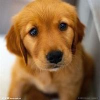 狗狗8岁了就必须换老年粮吗？皇家小型犬成犬全价粮过渡方案