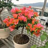 三角梅修剪踩坑指南：乱剪比不剪更糟糕，正确方法让侧芽爆长