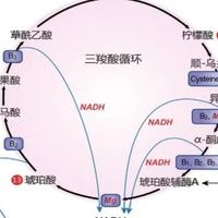 35岁后总感疲惫、恢复慢？可能是线粒体“能量工厂”出了问题，3招修复