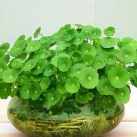 铜钱草徒长别急着扔！照这样砍头，30天重新爆盆