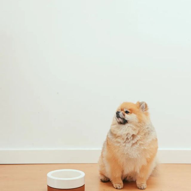 老年犬关节心脏养护指南：8岁后这2类问题最要命，进补优先级和选粮方法全在这