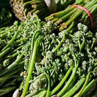 深山野菜到餐桌：保鲜配送储存全链路揭秘，24小时锁鲜技术曝光