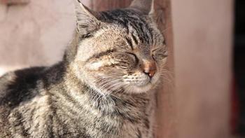 胰腺炎猫咪低脂喂养指南：给受损胰腺放个假，这几件事必须做对