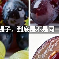 葡萄和提子，到底是不是同一种东西