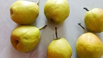 新疆库尔勒香梨评测，梨中珍品，清甜天成！