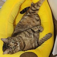 让本对眼儿眼线妹检验一下张大妈新出的猫窝周边！