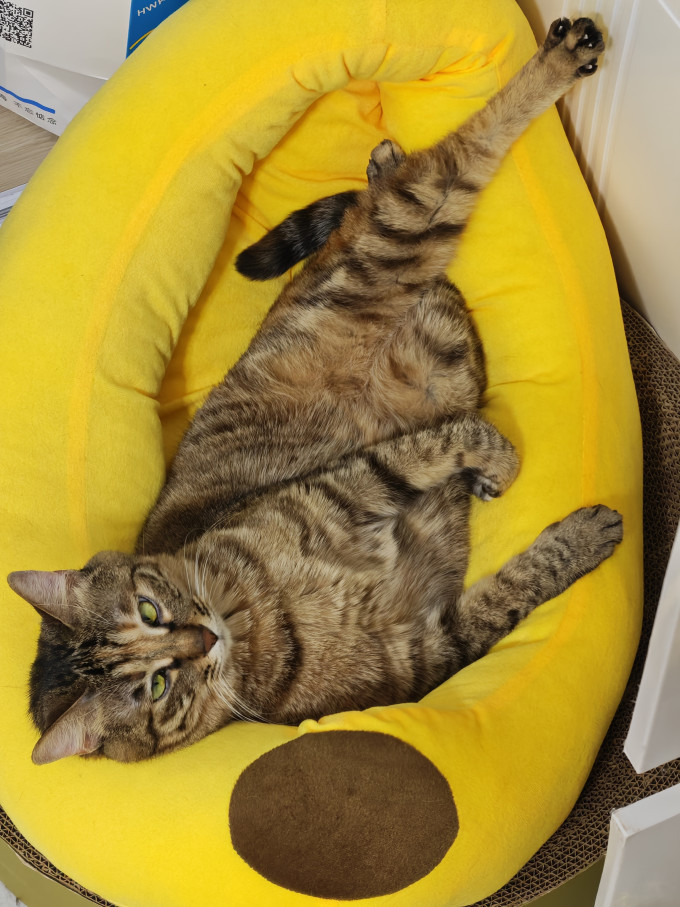 小猫日记猫抓板