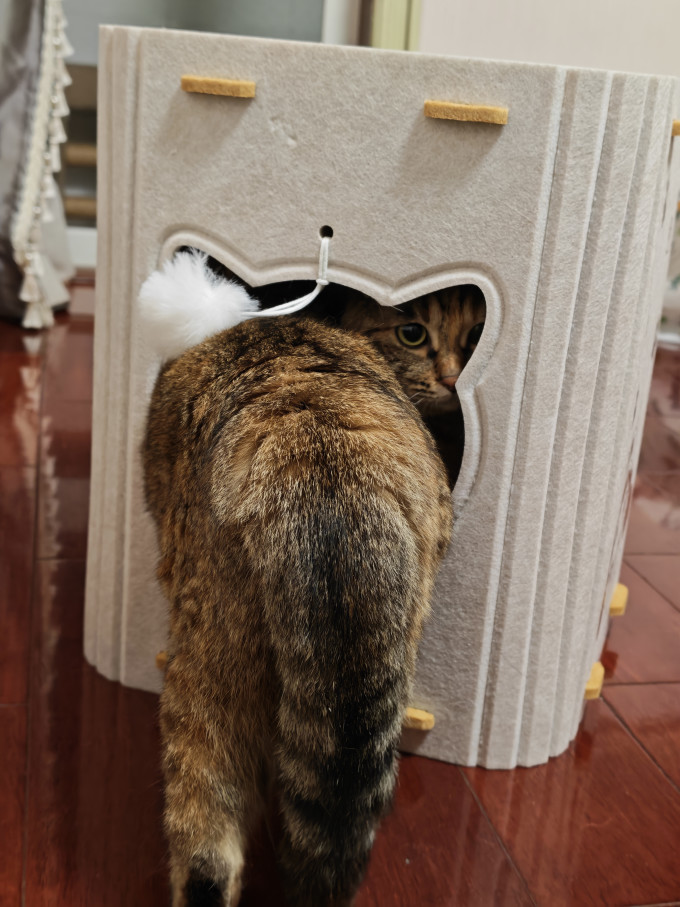 小猫日记猫抓板