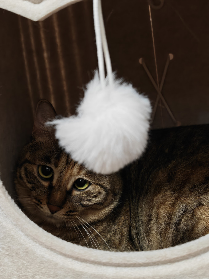 小猫日记猫抓板