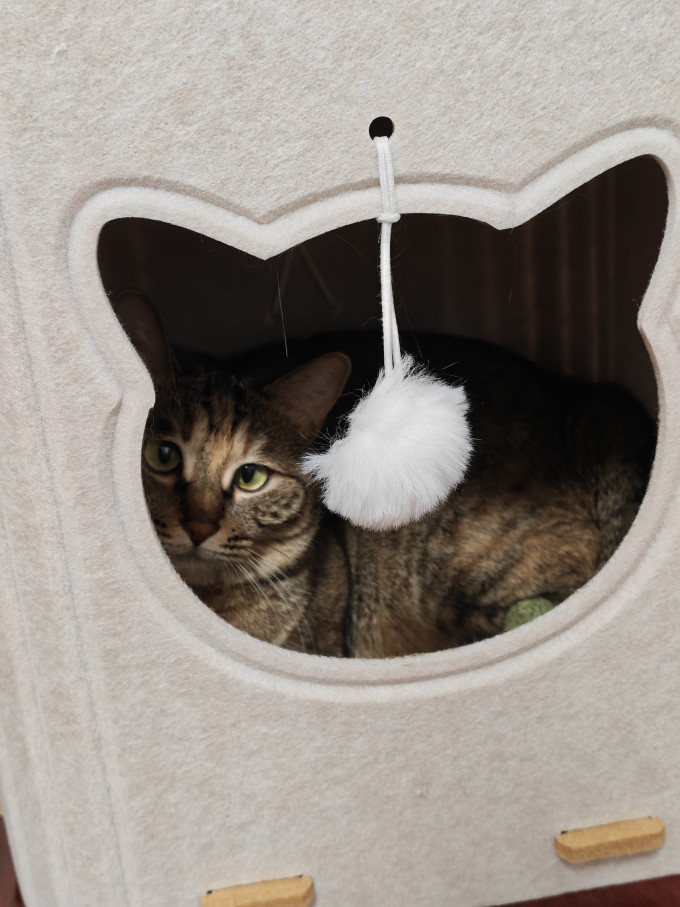 小猫日记猫抓板