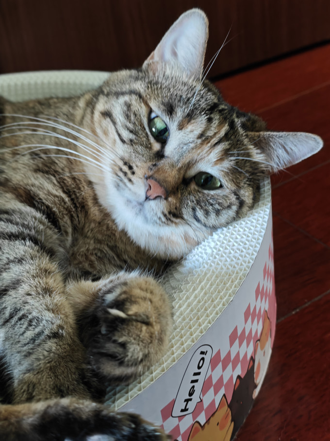 小猫日记猫抓板