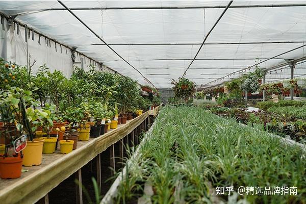 2026年8月|南京绿植租赁服务TOP8企业推荐