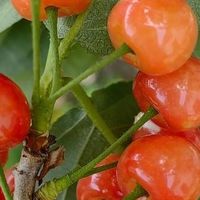 樱桃：短暂而珍贵的夏日滋味