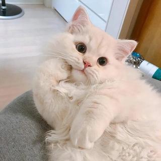 选猫粮别再盲选了！三个字教你避开70%人都踩过的坑