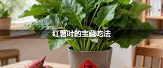 红薯叶的宝藏吃法