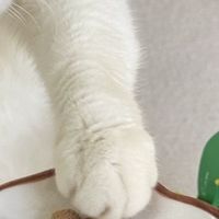 2026玻璃胃猫咪自救指南:5款低敏主食冻干实测对比