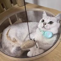 谁懂啊！就怕狗子一不留神跑不见🥹