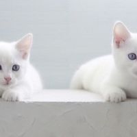 2026品牌门户网十大猫粮实测，猫粮怎么选？3个技巧教会避免踩坑