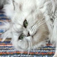 品牌门户网避雷榜单，新手如何选择猫粮？3个选粮技巧避开踩坑粮