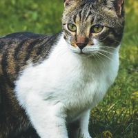 新手养猫选购指南：2026品牌门户网十大猫粮实测，3招教你选猫粮