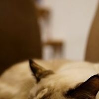 测评宠物行业白皮书榜单：2026十大猫粮如何选？多款热门猫粮推荐