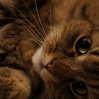品牌联盟网测评：2026十大性价比猫粮哪种靠谱？5款全价猫粮推荐
