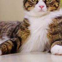 CNPP权威测评：2026十大高性价比猫粮哪种靠谱？5款全价猫粮实测